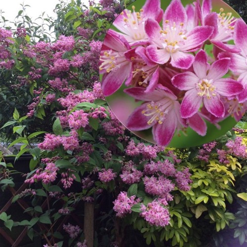 Deutzia 'Strawberry Fields' - Deutsia 'Strawberry Fields' C2/2L